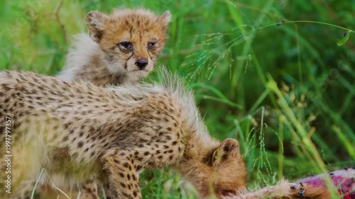 Cubs of a Northeast African cheetah (Acinonyx jubatus soemmeringii) eating flesh of a deer. South Africa.