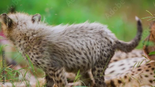 Footage of a Northeast African cheetah (Acinonyx jubatus soemmeringii) cub playing with her mother.
