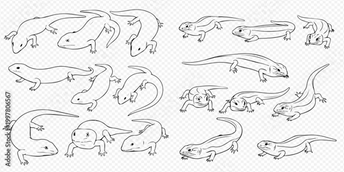 Collection of hand-drawn salamanders and newts in various poses, black and white line art.