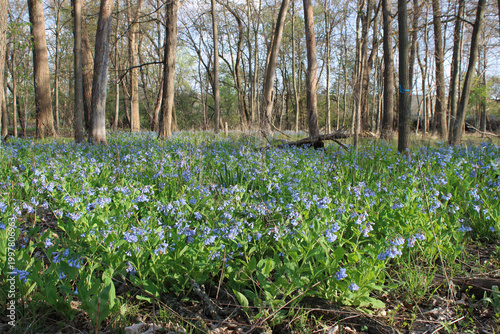 Φωτογραφία Virginia bluebells dominate a forest floor at Miami Woods in Morton Grove, Illin