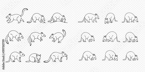 Set of cute opossum and wombat line art icons, various poses of marsupials, simple vector illustration.
