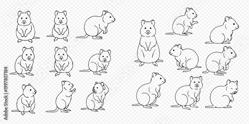 Set of quokka line art illustrations in various poses, black and white outline drawings of cute marsupials.