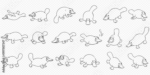 Set of cartoon platypus character line art illustrations in various poses on a transparent background.