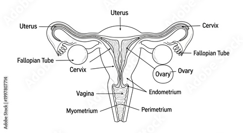 Detailed Diagram of the Female Reproductive System Anatomy.