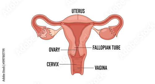 Detailed Diagram of the Female Reproductive System Anatomy.