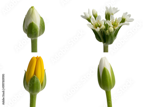Yellow tulip flower in different growth stages with green stem and leaves isolated on transparent background, illustration