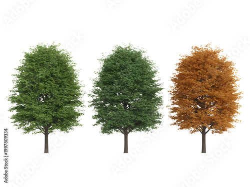 Three trees changing colors from green to brown in autumn season isolated on transparent background, illustration