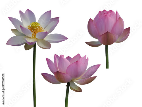 Pink and white water lily flowers at different blooming stages on stems with leaves isolated on transparent background, illustration