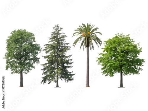 Four different types of trees with green leaves isolated illustration isolated on transparent background, illustration