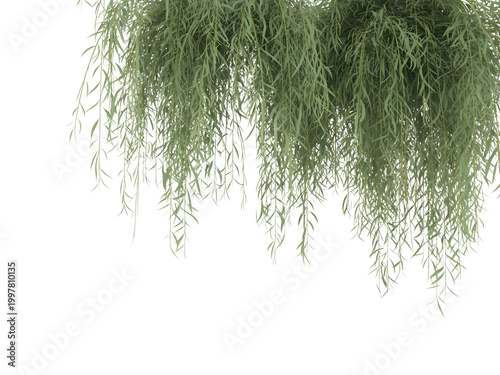 Tree roots growing with green moss and small plants on forest floor isolated on transparent background, illustration