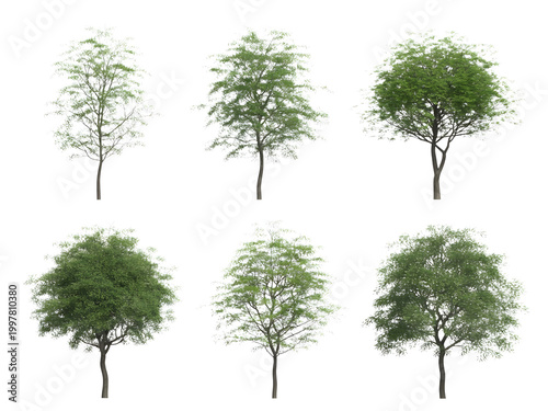 Tree growth stages from bare to full green leaves in four steps illustration isolated on transparent background, illustration