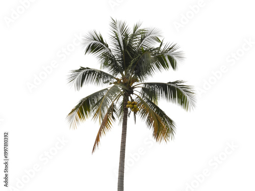 Tall palm tree with green leaves isolated illustration isolated on transparent background, illustration