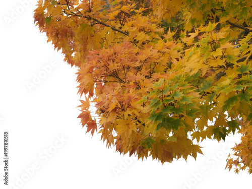 Large autumn tree with colorful leaves reflected in calm water during sunset isolated on transparent background, illustration