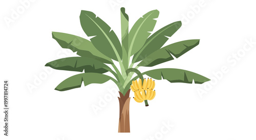 Tropical Banana Tree with Ripe Yellow Bananas on White Background