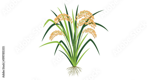 Tableau sur toile Rice plant illustration, healthy green stalks, golden grains, isolated on white