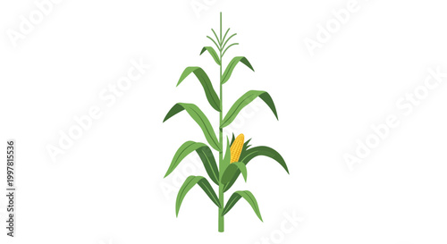 Single Corn Stalk with Ear of Corn Isolated on White Background, Organic Farming