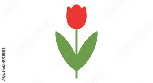 Simple Red Tulip Flower with Green Leaves on White Background