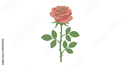 Single Red Rose with Green Leaves Isolated on White Background