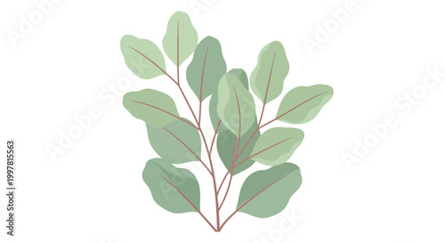 Soft Green Eucalyptus Leaves Branch Isolated on White Background, Minimalist Botanical Art