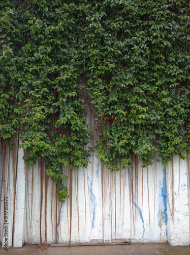 ivy plant covered wall