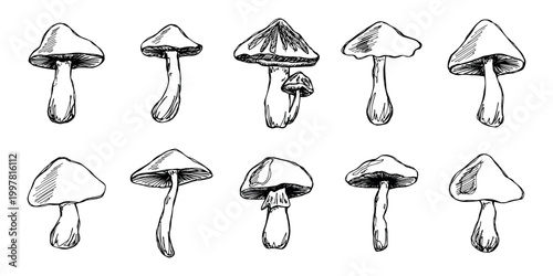 Hand drawn mushroom doodle set Botanical illustration Cute autumn mushroom Healthy eco food Organic vegetarian food For stickers, greeting card, design, print, packaging, decor, kids books