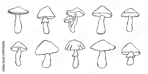 Hand drawn mushroom doodle set Botanical illustration Cute autumn mushroom Healthy eco food Organic vegetarian food For stickers, greeting card, design, print, packaging, decor, kids books