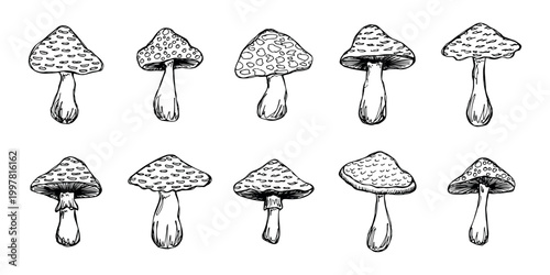 Hand drawn mushroom doodle set Botanical illustration Cute autumn mushroom Healthy eco food Organic vegetarian food For stickers, greeting card, design, print, packaging, decor, kids books
