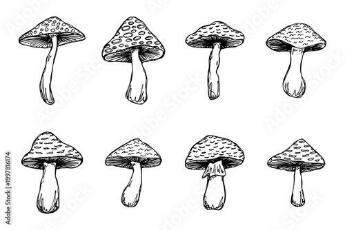 Hand drawn mushroom doodle set Botanical illustration Cute autumn mushroom Healthy eco food Organic vegetarian food For stickers, greeting card, design, print, packaging, decor, kids books