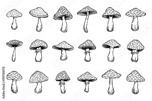 Hand drawn mushroom doodle set Botanical illustration Cute autumn mushroom Healthy eco food Organic vegetarian food For stickers, greeting card, design, print, packaging, decor, kids books