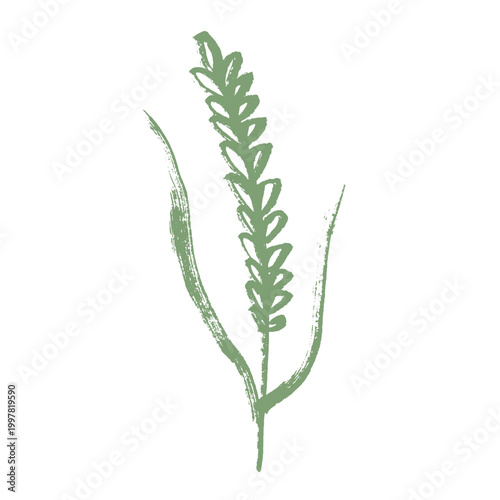 Hand drawn cereal wheat oat rye barley rice ears spikelet clipart Organic wheat bread agriculture farming harvest healthy food Single element for print packaging label design decor