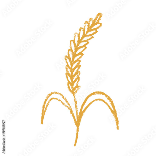 Hand drawn cereal wheat oat rye barley rice ears spikelet clipart Organic wheat bread agriculture farming harvest healthy food Single element for print packaging label design decor