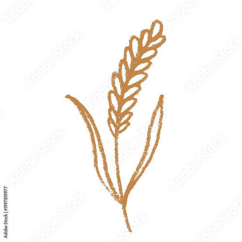 Hand drawn cereal wheat oat rye barley rice ears spikelet clipart Organic wheat bread agriculture farming harvest healthy food Single element for print packaging label design decor