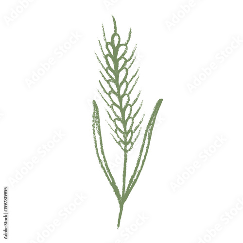 Hand drawn cereal wheat oat rye barley rice ears spikelet clipart Organic wheat bread agriculture farming harvest healthy food Single element for print packaging label design decor