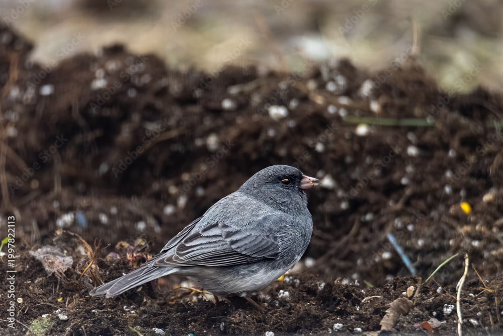 Obraz premium Dark-eyed Junco bird foraging on ground with seed in beak. Close-up of slate-colored Junco hyemalis in nature. Sharp focus on eye and feathers, outdoor wildlife photography