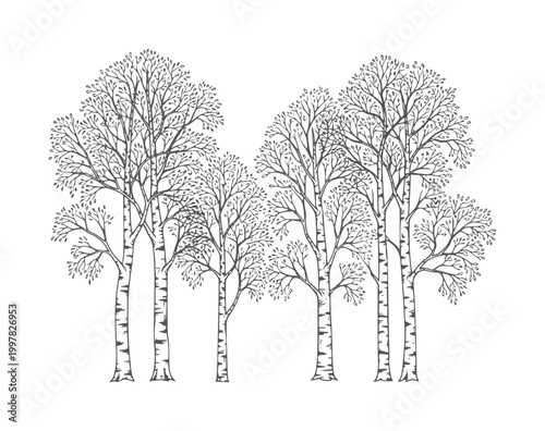 Group of Birch Trees with Branches and Foliage forest nature