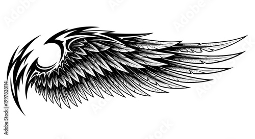 A detailed illustration of a large wing with feathers spread wide in flight