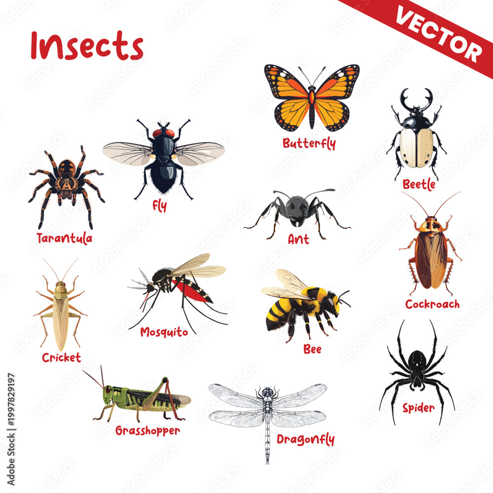 Fototapeta premium Detailed Mixed Insect Species Vector Set Featuring Butterfly Fly Beetle Mosquito Bee Cricket Grasshopper and Spider Icons for Biological Infographics and Environmental Awareness Materials
