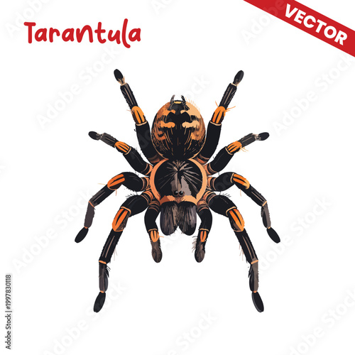 Εκτύπωση καμβά Front View Tarantula Vector Illustration Detailed Araneae Anatomy with Symmetric