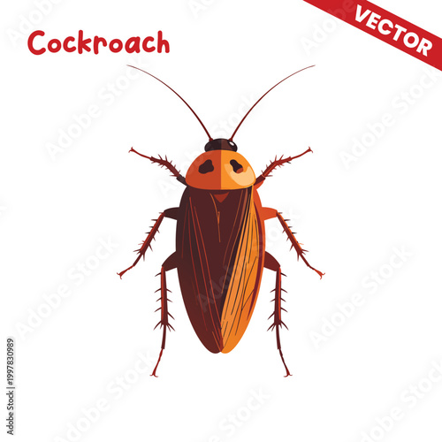 German Cockroach Vector Illustration Detailed Blattella Germanica Insect Isolated on White Background for Pest Control Marketing and Educational Biology Infographics Visual Asset