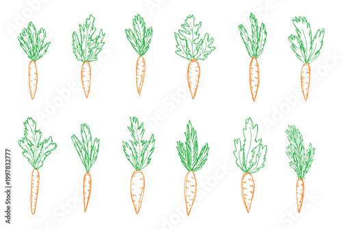 Hand drawn farm carrot plant with green leaves Fresh vegetable doodle set Healthy eco food Organic garden vegetarian food For design, print, packaging, decor, kids books