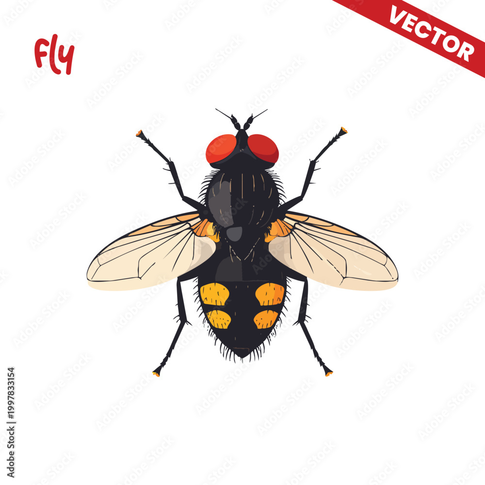 Fototapeta premium Detailed House Fly with Yellow Spots Vector Illustration Isolated on White Top View of Flying Insect for Nature and Science Design Projects Professional Pest Graphic Element for Education