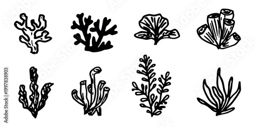 Hand drawn sea coral and seaweed doodle set Tropical underwater flora, aquarium plants, ocean plant, algae, coral reef, leaves, branches