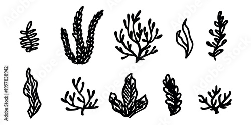 Hand drawn sea coral and seaweed doodle set Tropical underwater flora, aquarium plants, ocean plant, algae, coral reef, leaves, branches