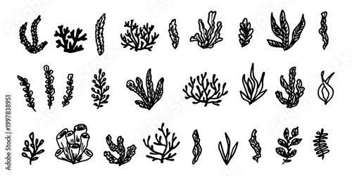 Hand drawn sea coral and seaweed doodle set Tropical underwater flora, aquarium plants, ocean plant, algae, coral reef, leaves, branches