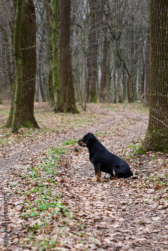 A black and tan Rottweiler dog sits in profile on a forest path covered with fallen leaves. His attentive gaze is directed into the distance, against the backdrop of numerous tree trunks in the spring