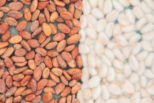 A high-angle, split-composition photograph showing a direct comparison between fresh wet cocoa beans covered in white mucilage and dried fermented cocoa beans