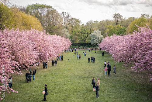 Tableau sur toile Cherry Blossoms during the springtime in Brooklyn.