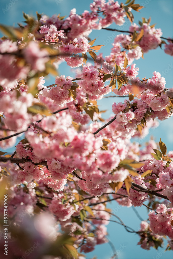 Fototapeta premium Cherry Blossom bloom in Brooklyn Botanical Garden in peak bloom. New York City Spring Time.