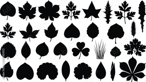 Tableau sur toile Collection of various tree leaf silhouettes including maple oak clover and horse chestnut shapes isolated on white background for autumn nature graphic designs