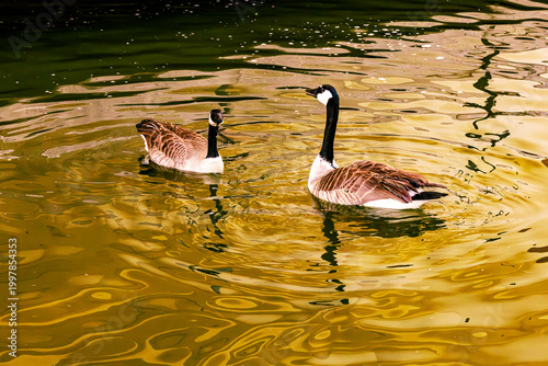 Ducks in a Pond